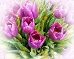 Pretty flowers - Tulips 822 R.jpg