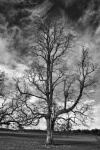 One Tree 4645 R.jpg