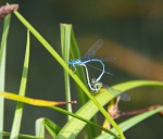 Damselflies mating-3