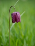 Colin Lamb - Purple fritillary colour