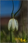 John Cavana - fritillary colour