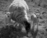 Maureen Tyrrell - Sheep BW