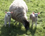 Maureen Tyrrell - Sheep Colour