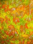 Nicky Westwood - Red and Yellow Ivy Abstract