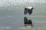 Andrew Dayer - Semi-mirrored Grey Heron