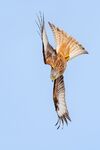 Andrew Dayer - Red Kite, peel off