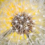 Carol Fieldhouse - Dandelion through Dandelion