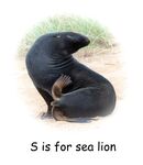 Colin Lamb - S is for Sea Lion