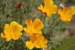 Graham Marek - Californian Poppies in England