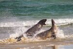 Helen Lauder - Sea Lions, Surat Bay, NZ