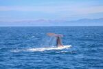 Helen Lauder - Sperm Whale, Kaikoura, NZ