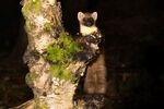 Lindsey Smith - Pine Marten