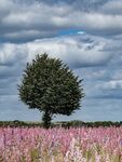 Miggy Wild - Sky, Tree and Larkspur