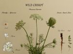 Nick Hardwick - Wild Carrot