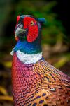 Nicky Westwood - Portrait of a Pheasant