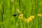 Paul Friend - Damselfly at Rest