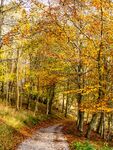 Richard Broadbent - Blenheim, Long Hanborough path