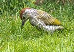 Richard Broadbent - Juvenile Green Woodpecker