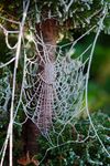 Paul Friend - Frozen Web in Garden