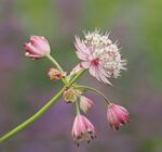 Kim Benson - Astrantia