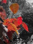 Miggy Wild - red leaves on mono