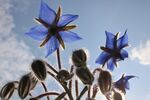 Daphne Lever - 1 Borage