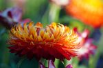 Paul Friend - Strawflower-Hyde Hall