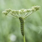 Andrew Dayer - Milkweed Flower and Swallowtail Caterpillar