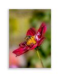 John Cavana - Bee on Dahlia