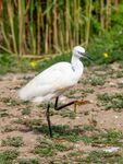 Colin Lamb - Little egret