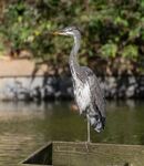 Lindsey Smith - Juvenile Grey Heron.