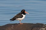 Lindsey Smith - Oyster Catcher.