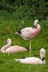 Nicky Westwood - Flamingo 'on one leg', Slimbridge (2)