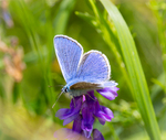 Blue Beauty