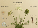 Wild Carrot Botanical 2 copy