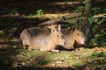 Helen Lauder - 2 Wannabe Wallabies