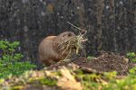 Lindsey Smith - Prairie Dog