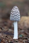 Lindsey Smith-Magpie Inkcap -2