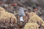 Lindsey Smith-Magpie Inkcap