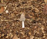 Nick Hardwick - Coprinopsis Picacea