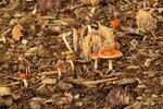 Nick Hardwick - Hypholoma and Coral Fungus-3