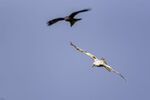 Andrew Dayer - Leucistic kite, Wales