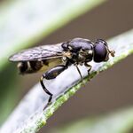 Andrew Dayer - Mitey Hoverfly