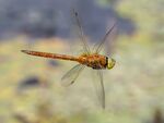 Colin Lamb - 1 Norfolk Hawker