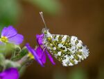 Colin Lamb - 3 Orange-tip female