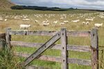 Helen Lauder - Sheep on South Island NZ