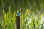 Lindsey Smith - Female Kingfisher.