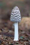 Lindsey Smith - Magpie Inkcap.