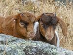 Nicky Westwood - Kid goats on the northern tip of Sark