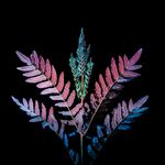 Andrew Dayer - Fluorescent Fern